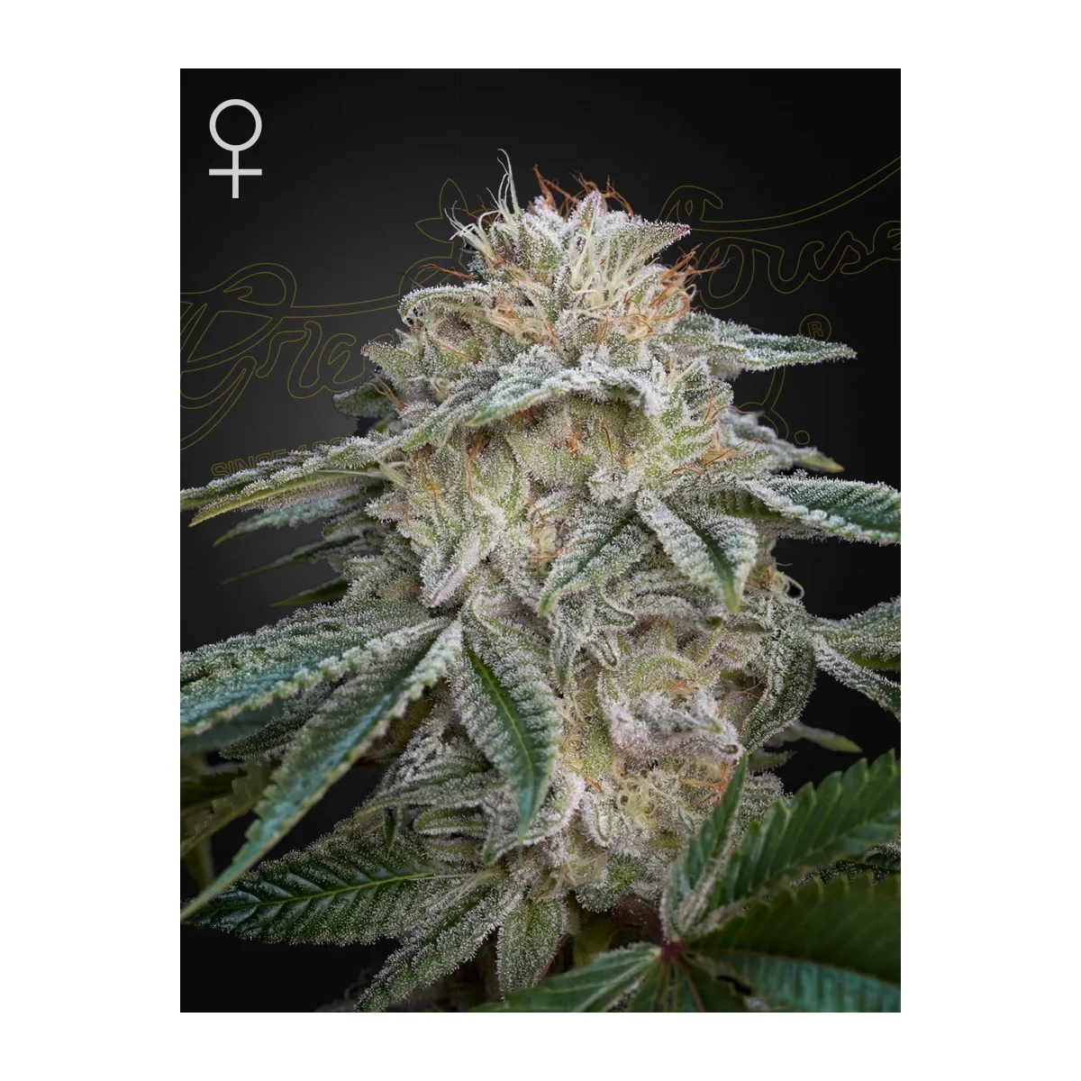 Green House Seed Co. Super Lemon Haze x GMO Fem. 3St.