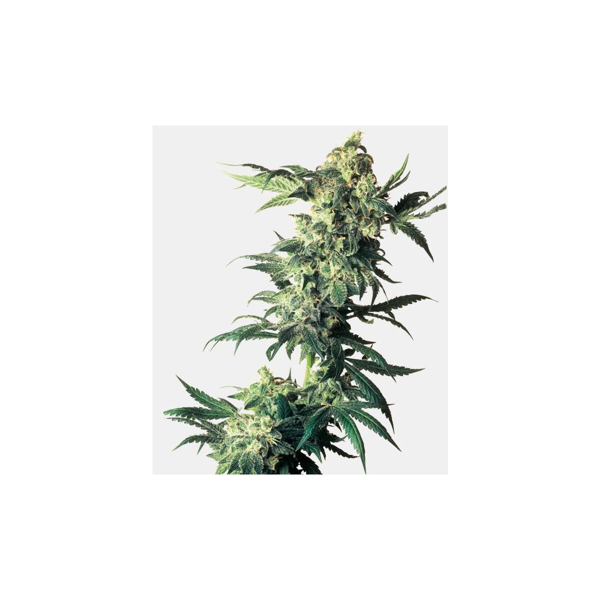 Sensi Seeds Northern Lights Fem. 3St.