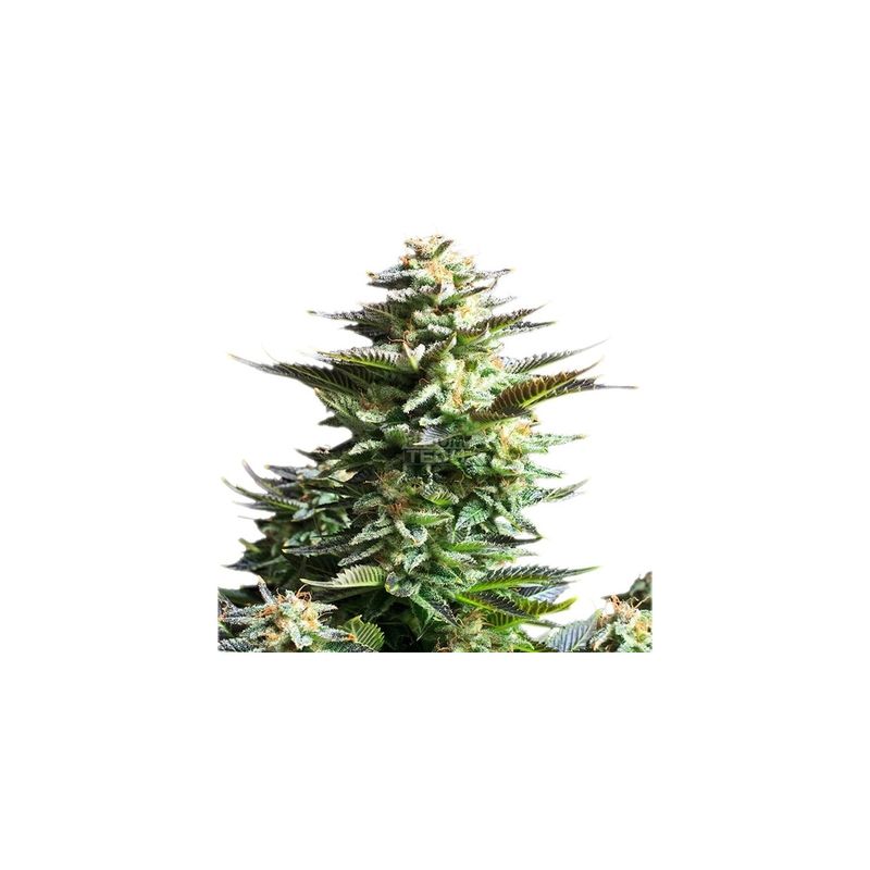 Royal Runtz - Royal Queen Seeds Fem. 3St.