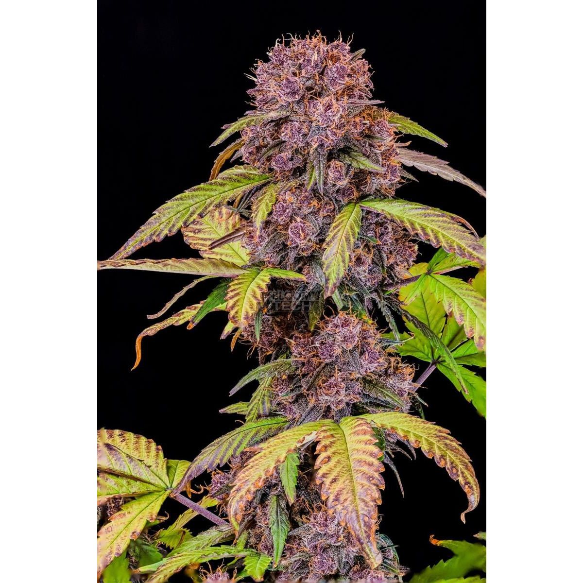 Fast Buds Lemon Cherry Cookies Auto Fem. 3St.