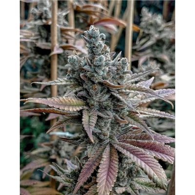 Solfire Gardens Lemon Elixir Fem 3St.