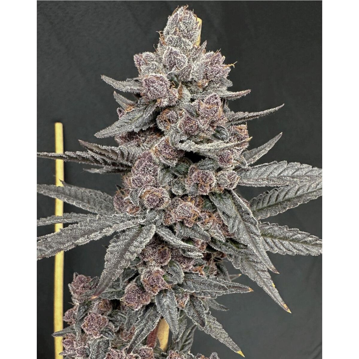 Solfire Gardens Sinferno Fem 3St.