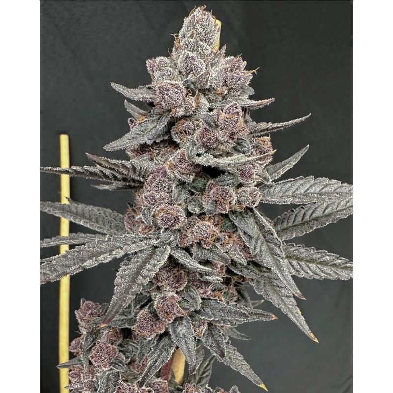 Solfire Gardens Sinferno Fem 3St.