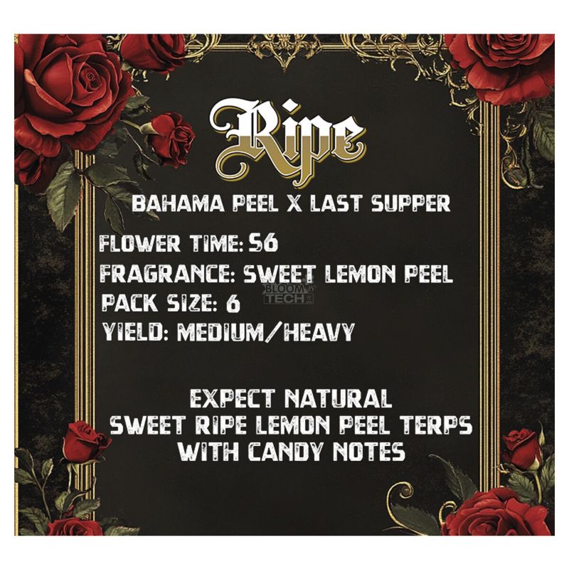 Solfire Gardens Ripe Fem 3St.