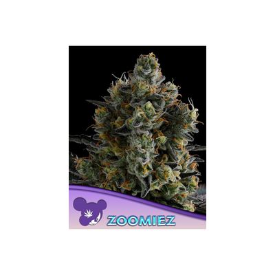 Anesia Zoomiez Fem 3St.