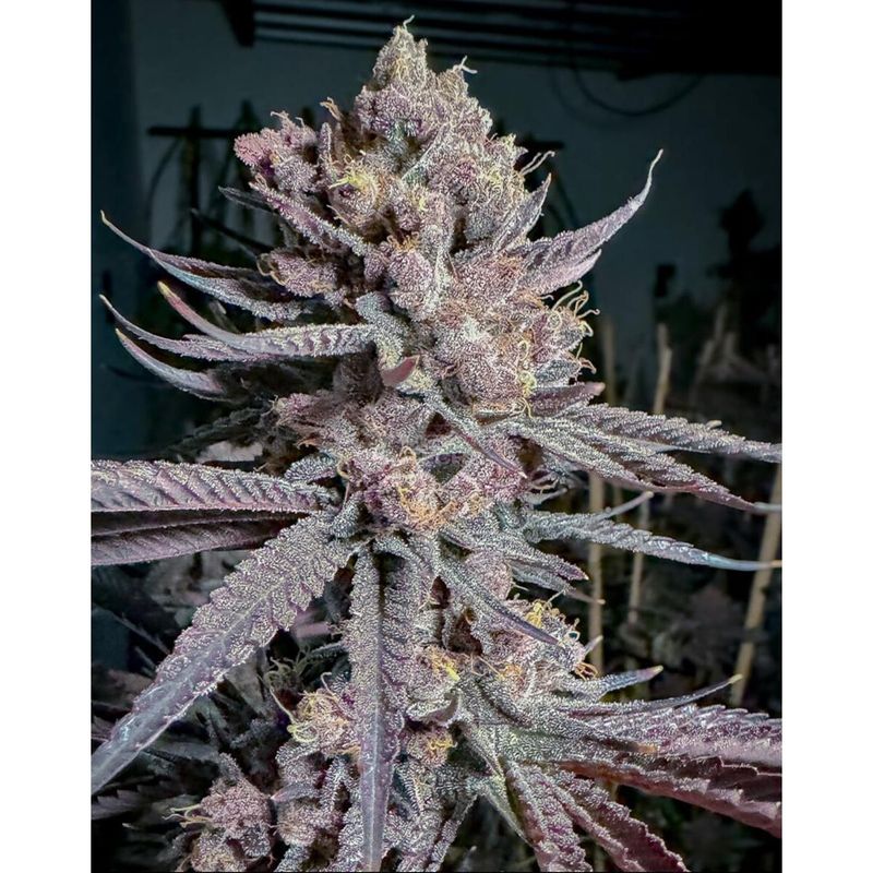 Solfire Gardens Ripe Fem 3St.