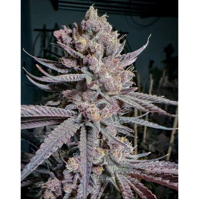 Solfire Gardens Ripe Fem 3St.