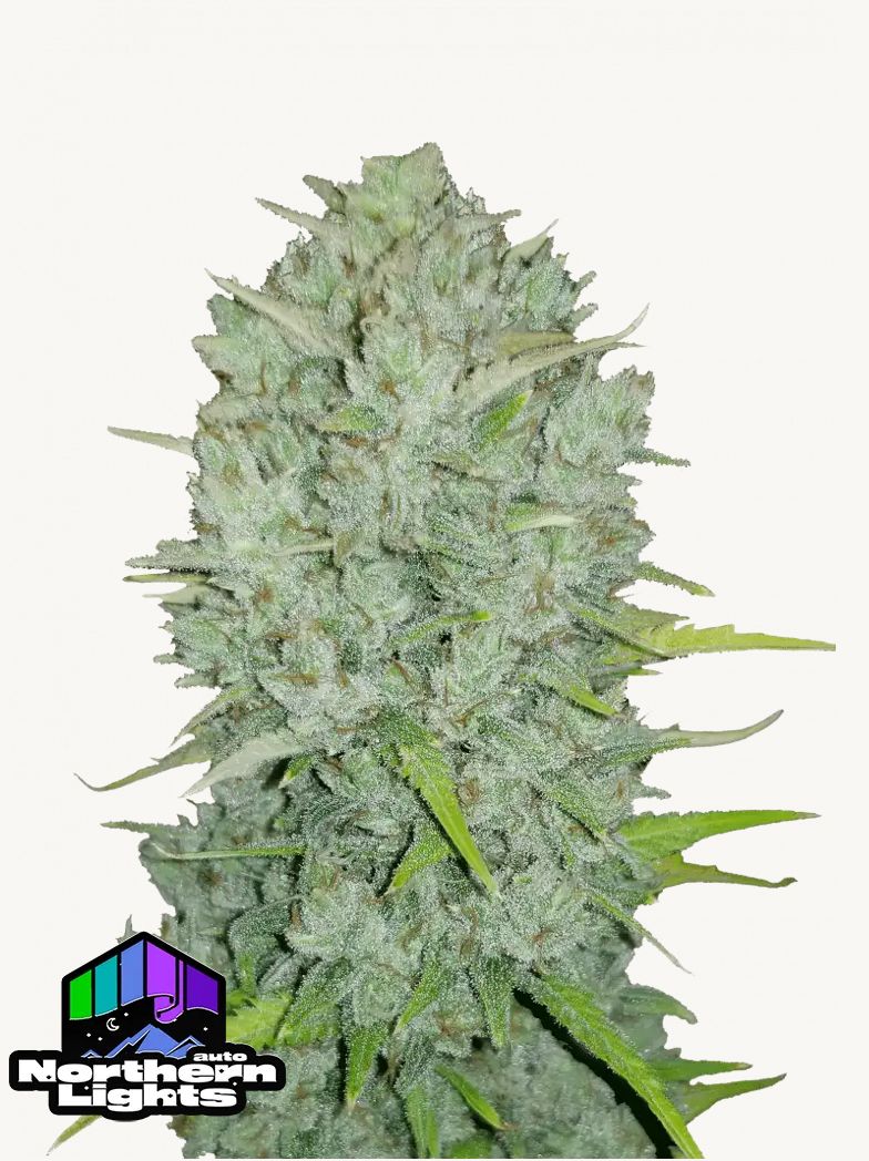420Fastbuds - Original Nothern Lights Auto 3Stk
