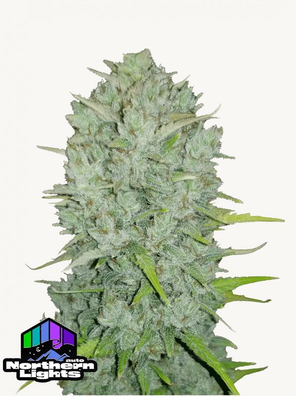420Fastbuds - Original Nothern Lights Auto 3Stk