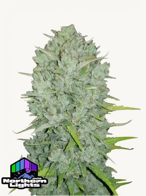 420Fastbuds - Original Nothern Lights Auto 3Stk