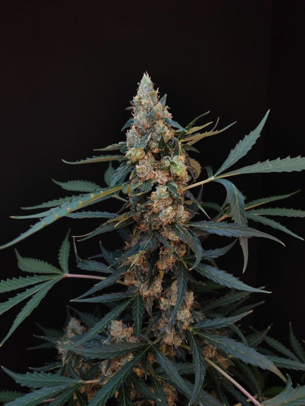 420Fastbuds - Original Nothern Lights Auto 3Stk