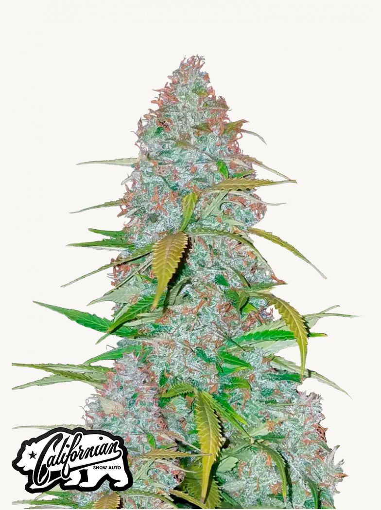 420Fastbuds - Californian Snow Auto 3Stk.