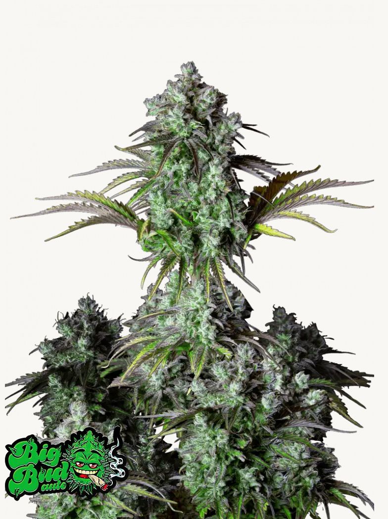 420Fastbuds - Original Big Bud Auto 3 Stk.
