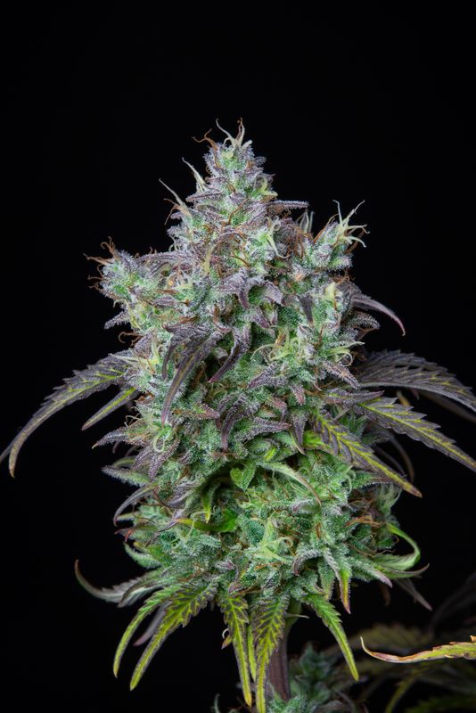 420Fastbuds - Original Big Bud Auto 3 Stk.