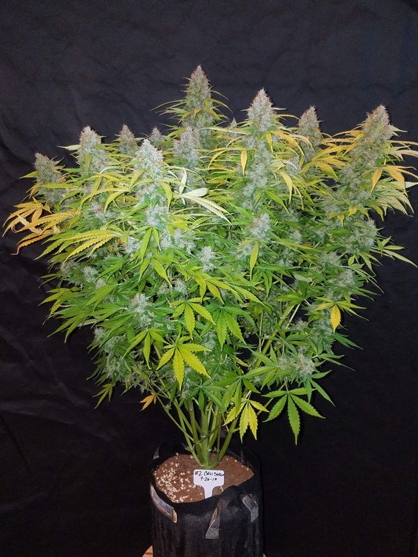 420Fastbuds - Californian Snow Auto 3Stk.