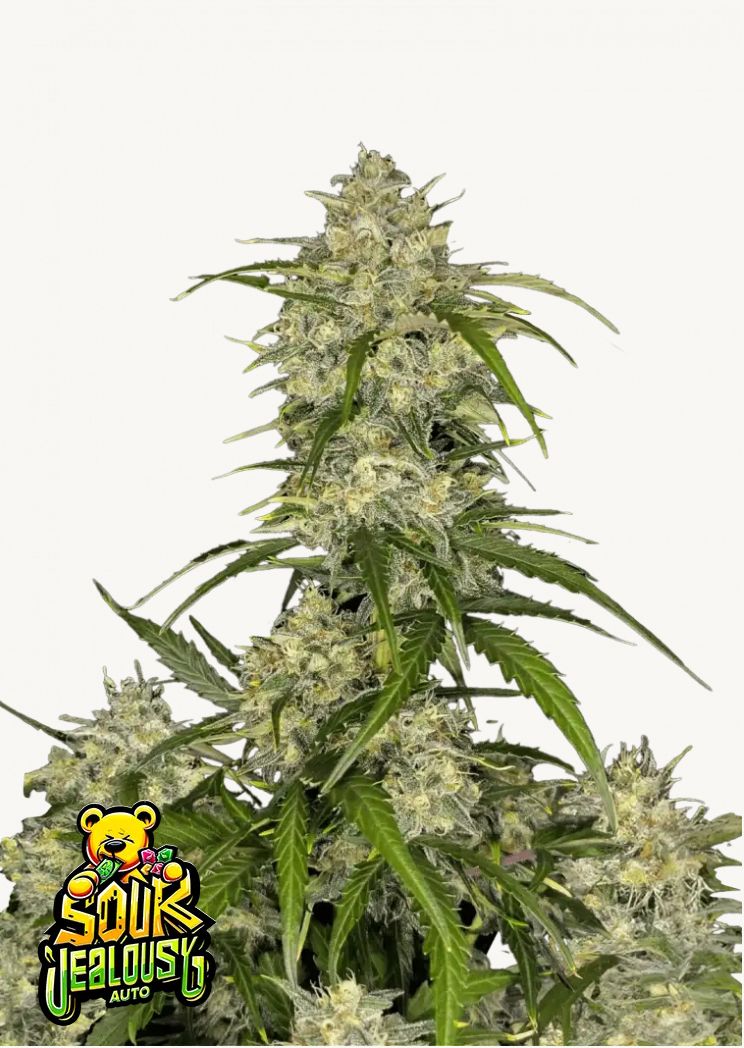 420Fastbuds - Sour Jealousy Auto 3Stk.