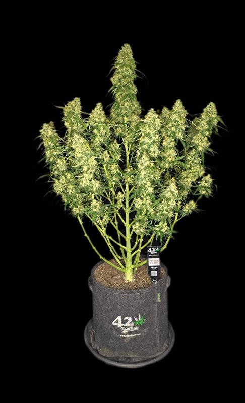 420Fastbuds - Sour Jealousy Auto 3Stk.
