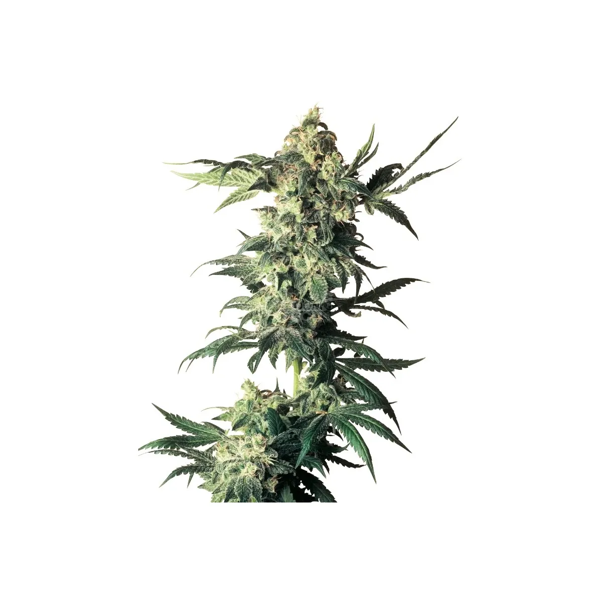 Sensi Seeds Northern Lights Reg. 10St.