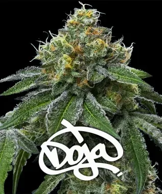 Barney&#39;s Farm x DOJA Papaya Frosting Fem 3St.