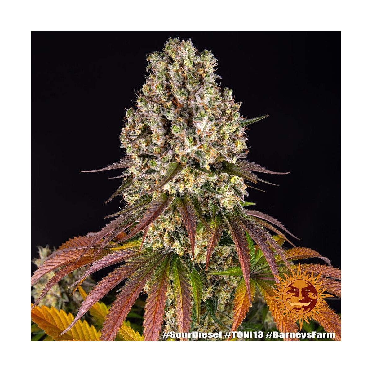 Barney&#39;s Farm Sour Diesel Fem 3St.