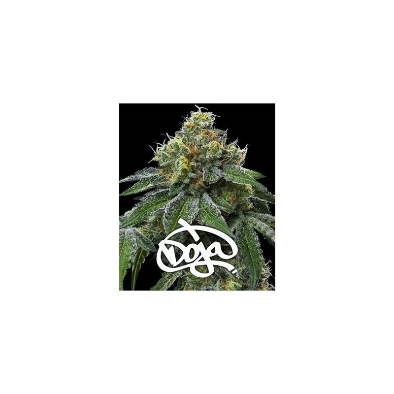 Barney's Farm RS11 x Banana OG Fem 3St.