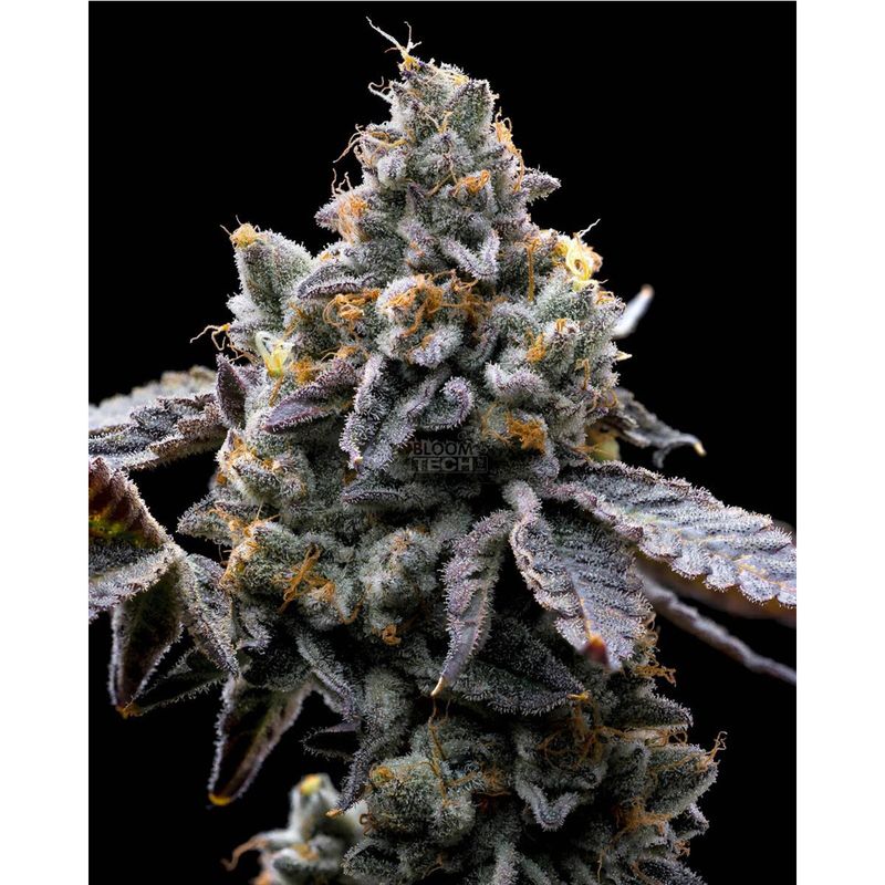 Barney's Farm GMO Cookies Fem 3St.