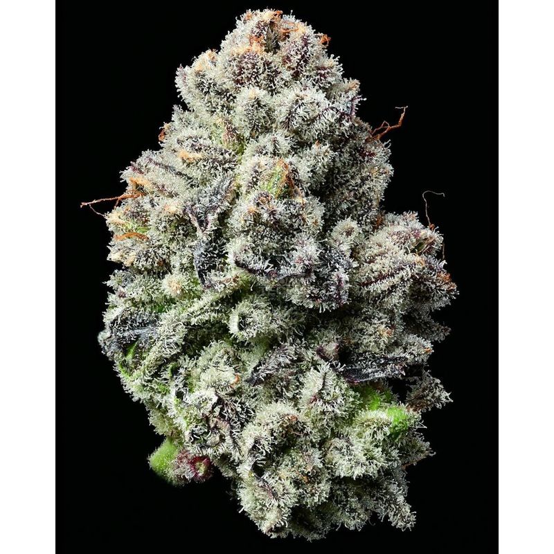 Barney's Farm Lemon Cherry Gelato Fem 3St.