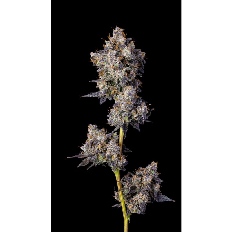 Cookies Seeds Cherry Zelato Fem 3St.