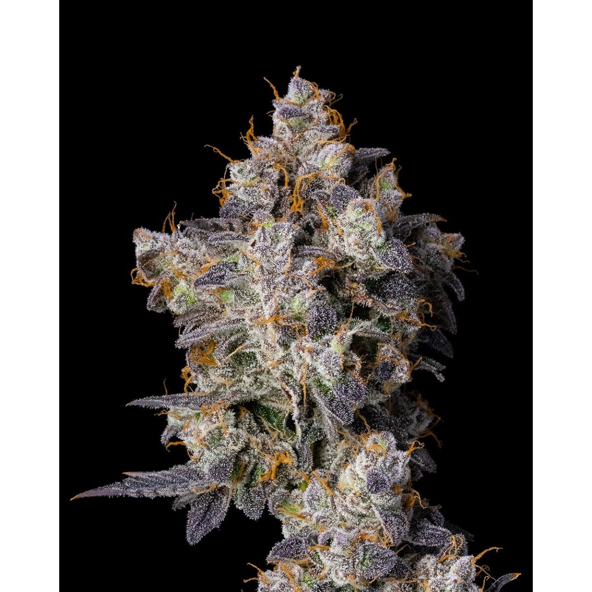 Cookies Seeds Cherry Zelato Fem 3St.