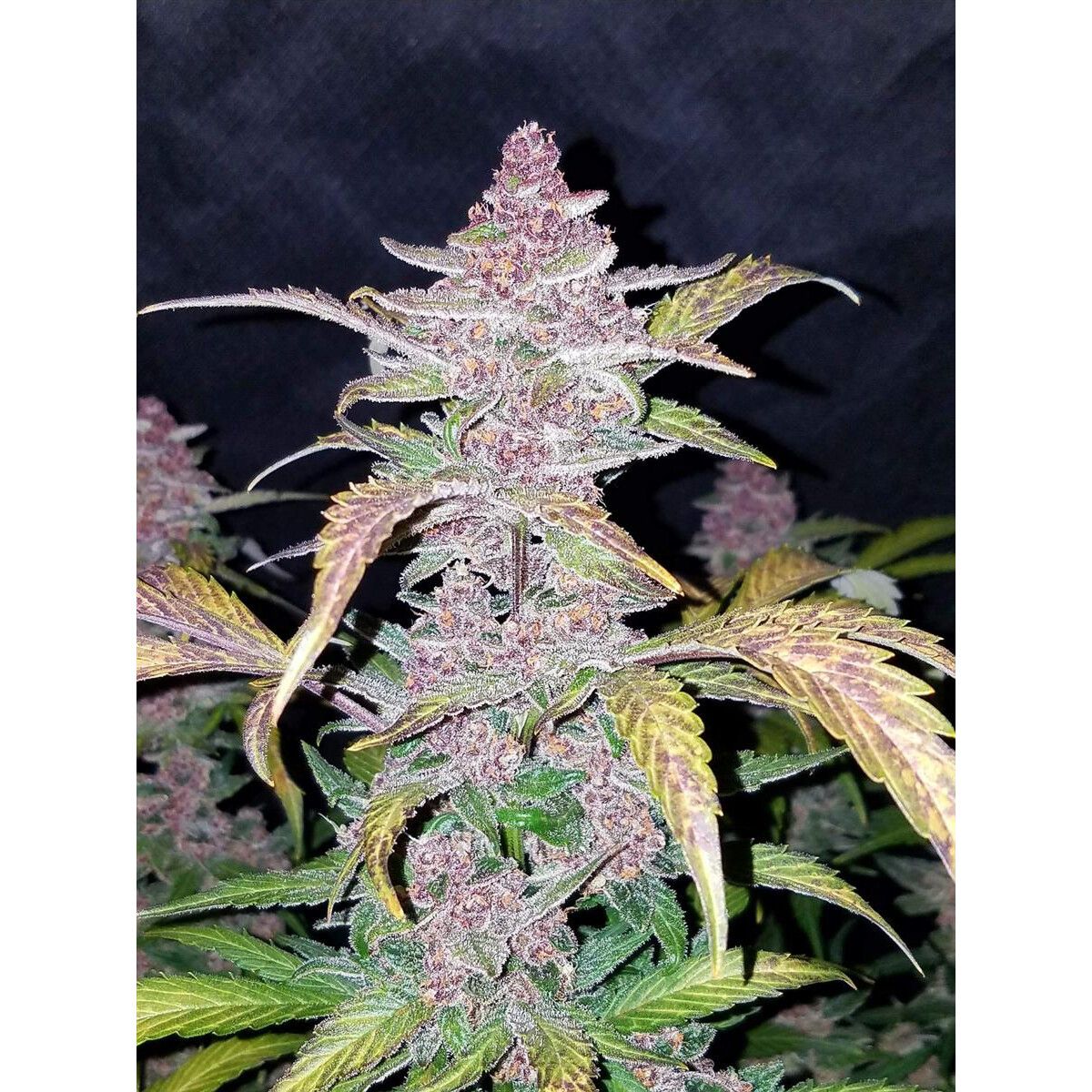 Fast Buds Blackberry Auto Fem 3St.
