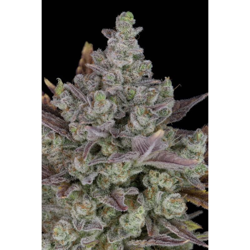 Fast Buds Gorilla Cookies Auto Fem 3St.