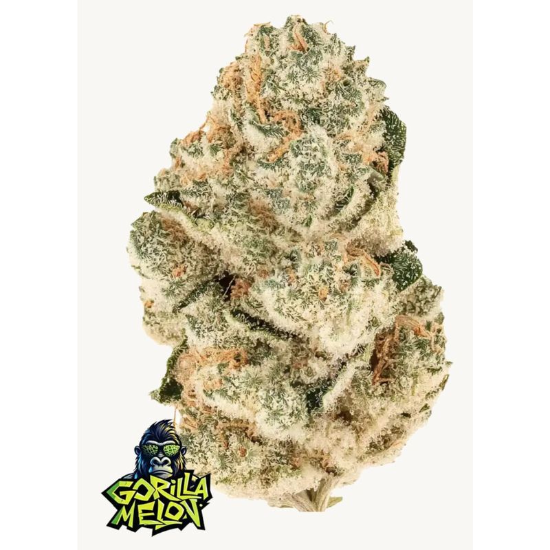 Fast Buds Gorilla Melon Fem 3St.