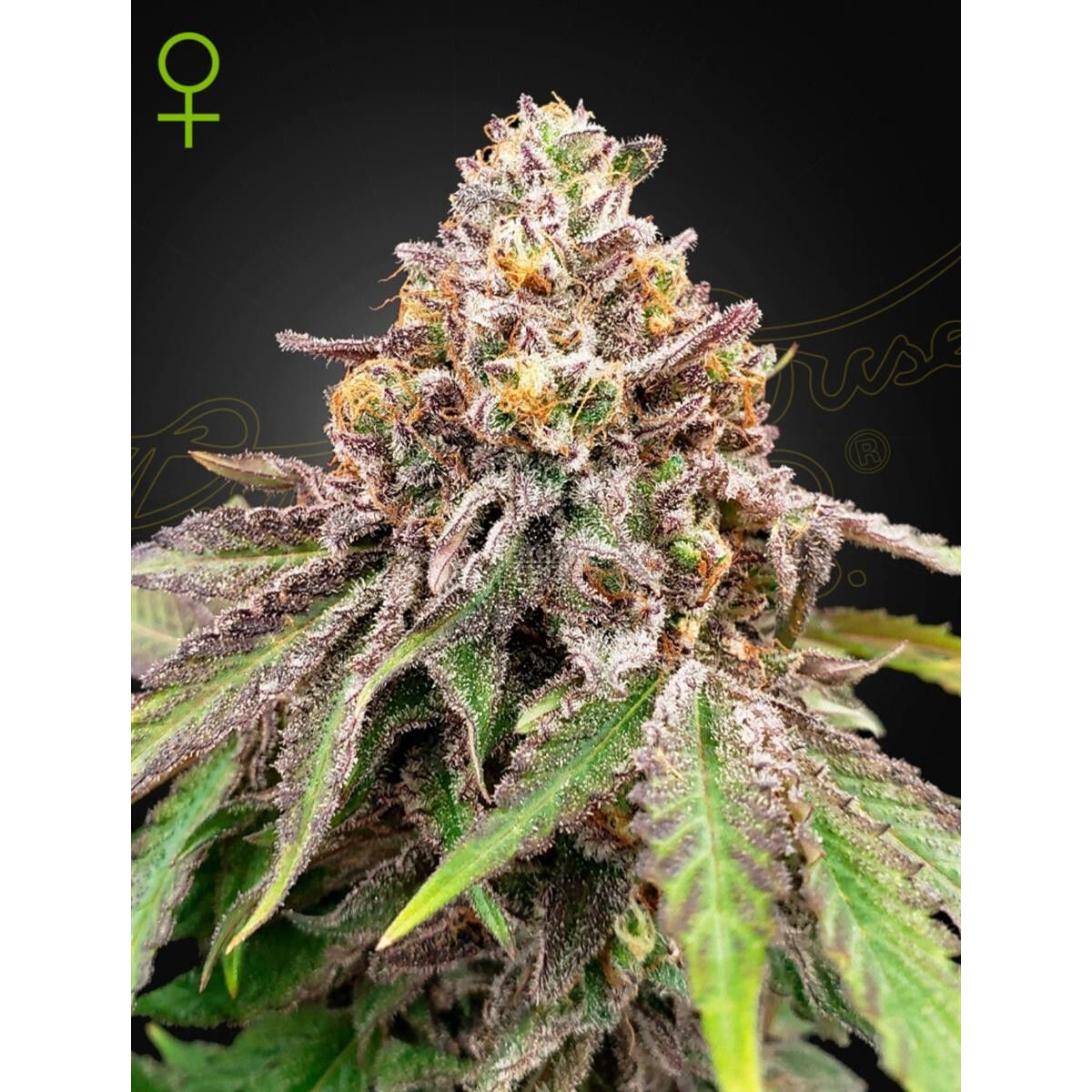 Green House Seed Co. Blue Haze x Gelato 41 Auto Fem 3St.