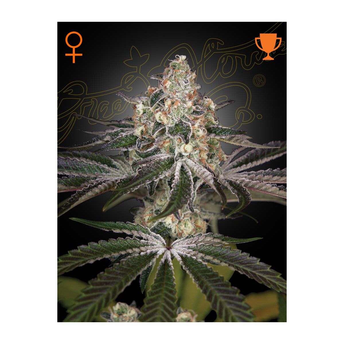 Green House Seed Co. White Widow Fem. 3St.
