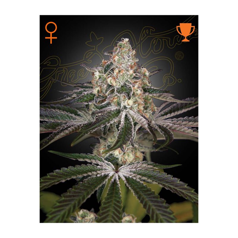Green House Seed Co. White Widow Fem. 3St.