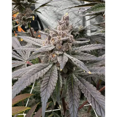 Solfire Gardens Gasserole Fem 3St.