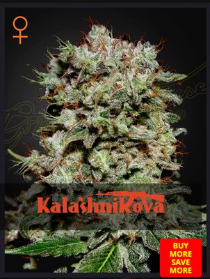 Kalashnikova - Green House Seed - 3 Seeds