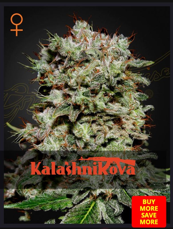 Kalashnikova - Green House Seed - 3 Seeds