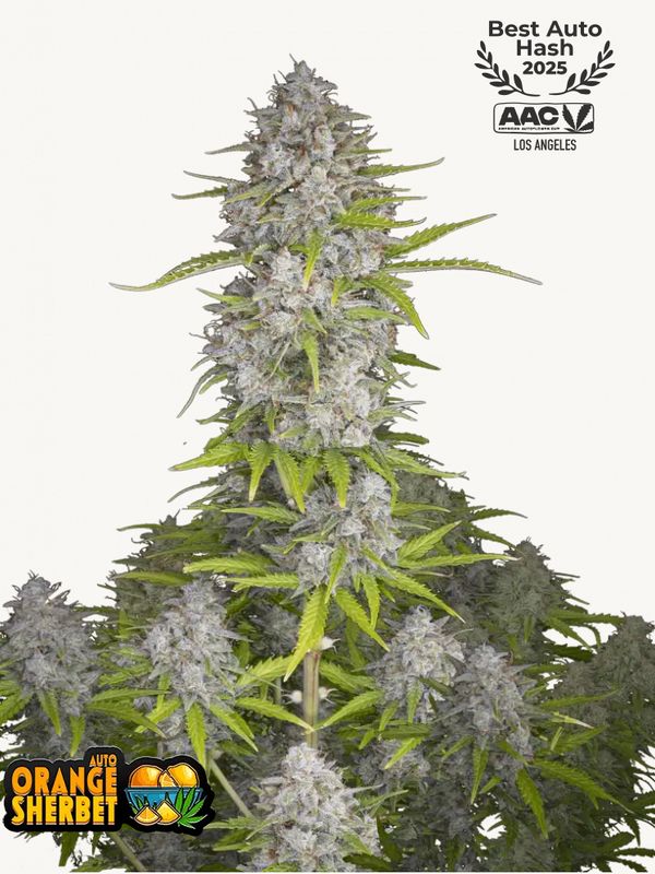 Orange Sherbet Auto - 420Fastbuds - 3 Seeds