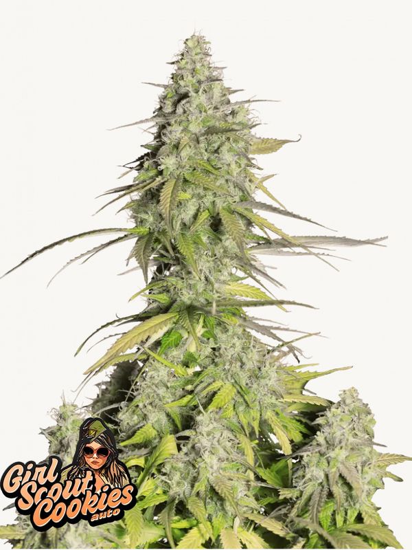 Girl Scout Cookies Auto - 420Fastbuds - 3 Seeds