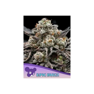 Anesia Epic Buzz Fem. 3St. Anesia Epic Buzz Fem. 3St.