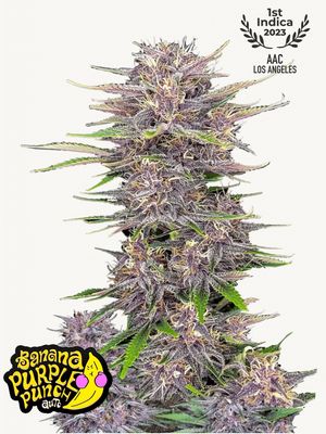 Banana Purple Punch Auto - 420Fastbuds - 3 Seeds