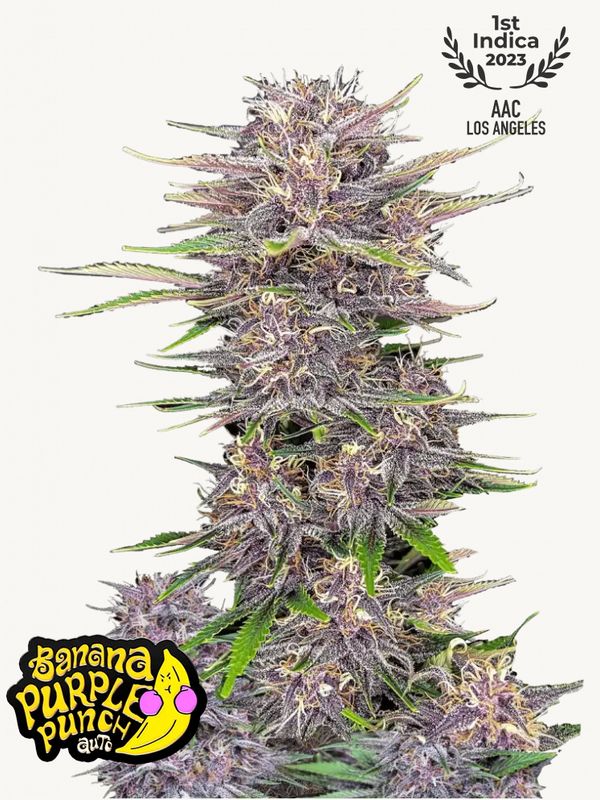 Banana Purple Punch Auto - 420Fastbuds - 3 Seeds