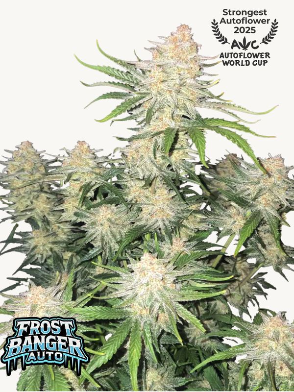 Frostbanger Auto - 420Fastbuds - 3 Seeds