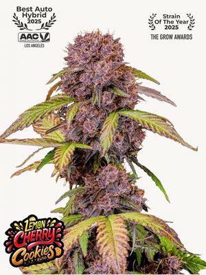 Lemon Cherry Cookies Auto - 420Fastbuds - 3 Seeds