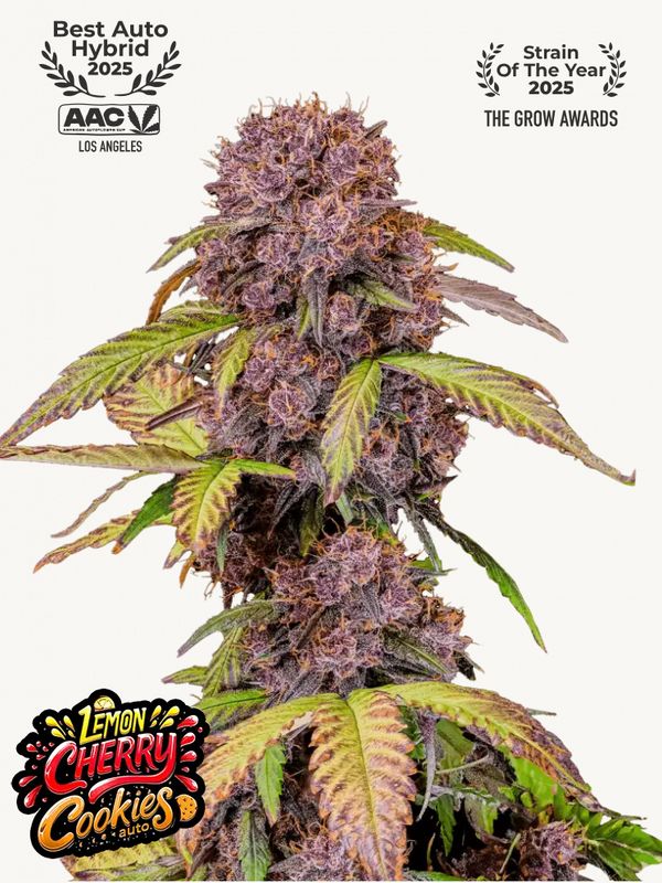 Lemon Cherry Cookies Auto - 420Fastbuds - 3 Seeds