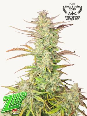 Z-Up Auto - 420Fastbuds - 3 Seeds