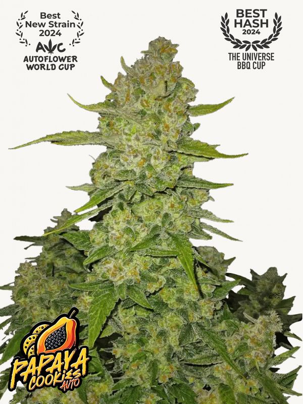 Papaya Cookies Auto™ - 420Fastbuds - 3 Seeds
