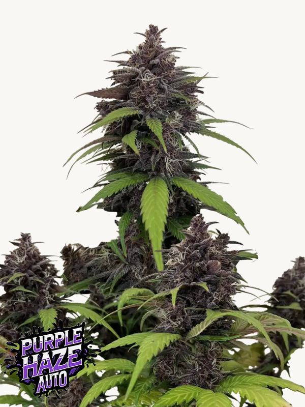 Purple Haze Auto - 420Fastbuds - 3 Seeds