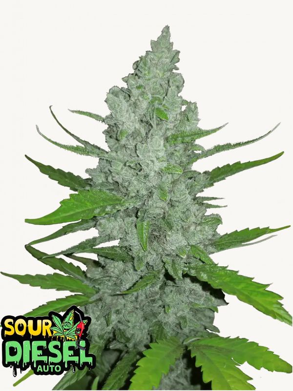 Sour Diesel Auto - 420Fastbuds - 3 Seeds